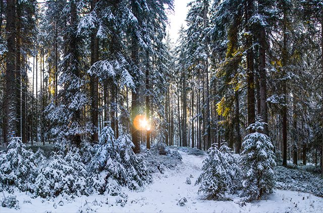 Sumava National Park